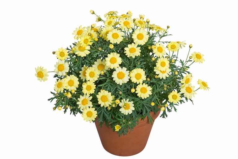Margeritt