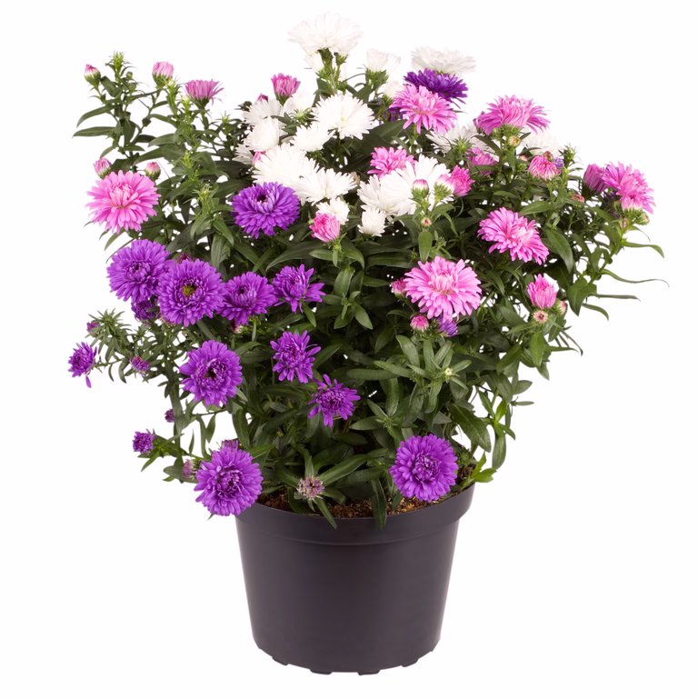 Aster miks