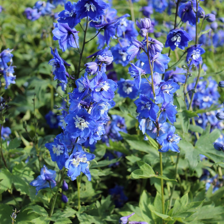 Ridderspore 'Blue Bird'