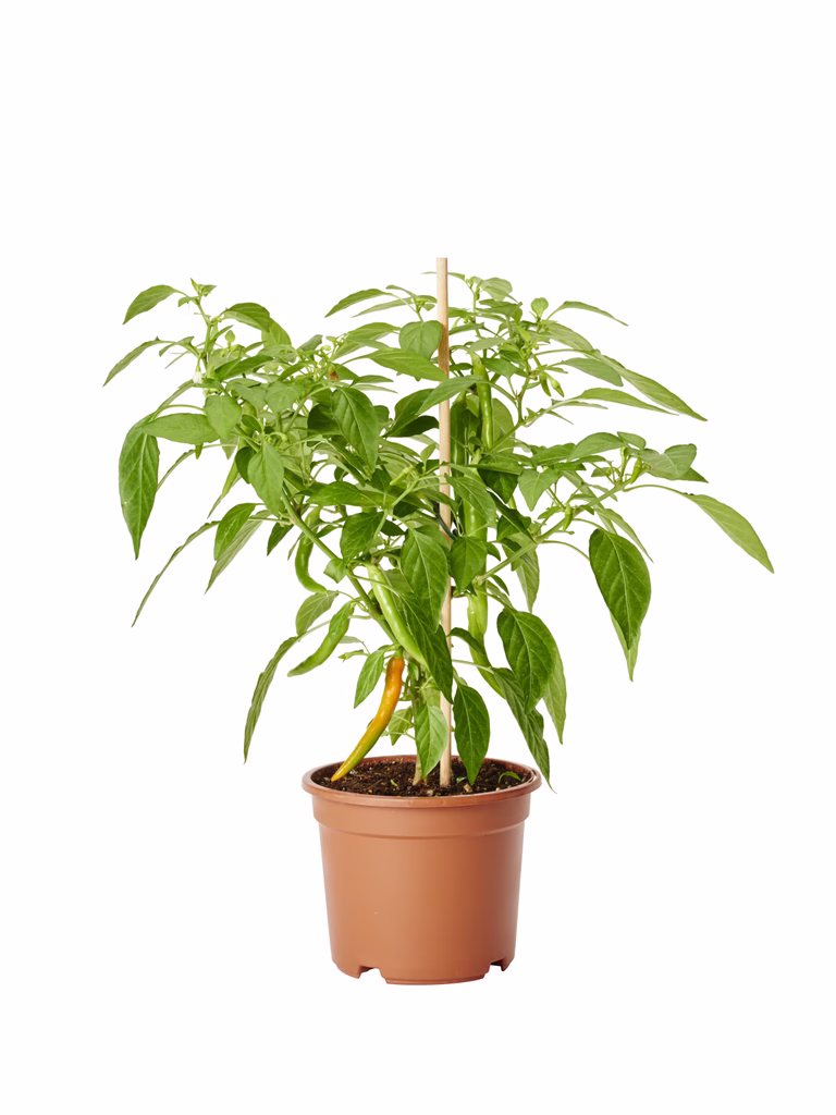 Chilli