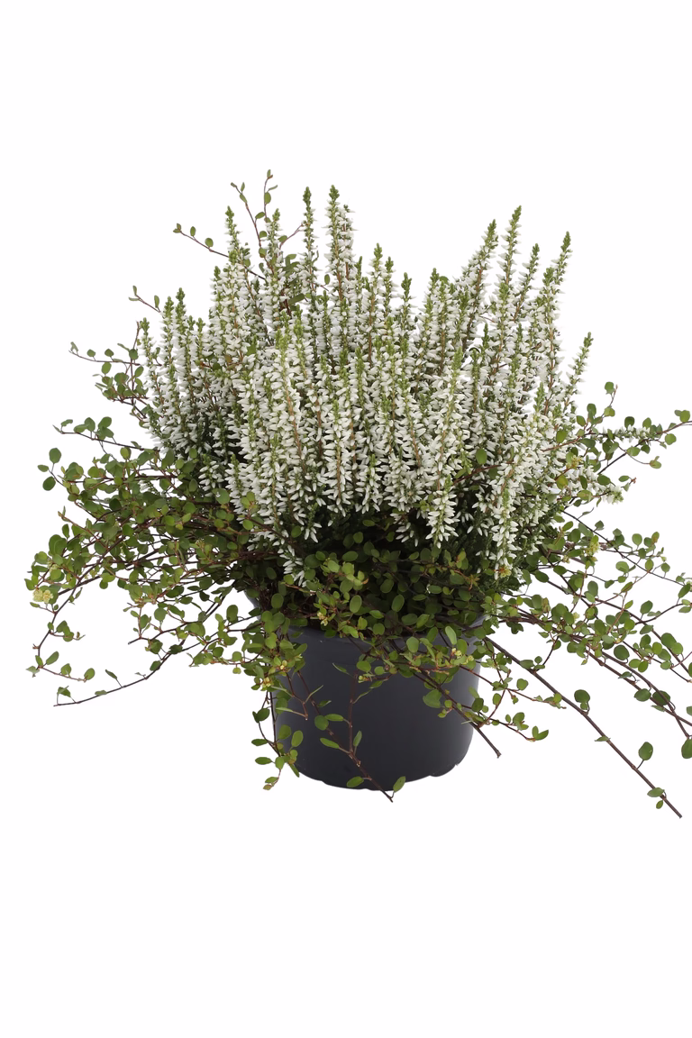 Høstlyng + Muehlenbeckia