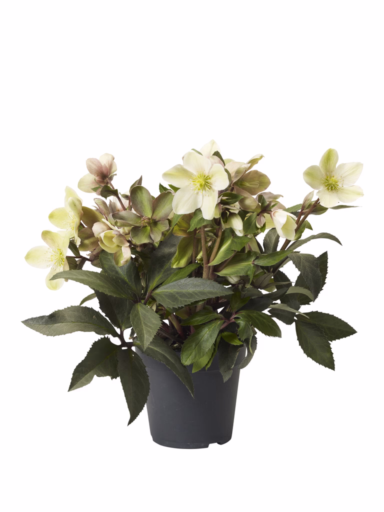 Julerose 'Winter Darling'®