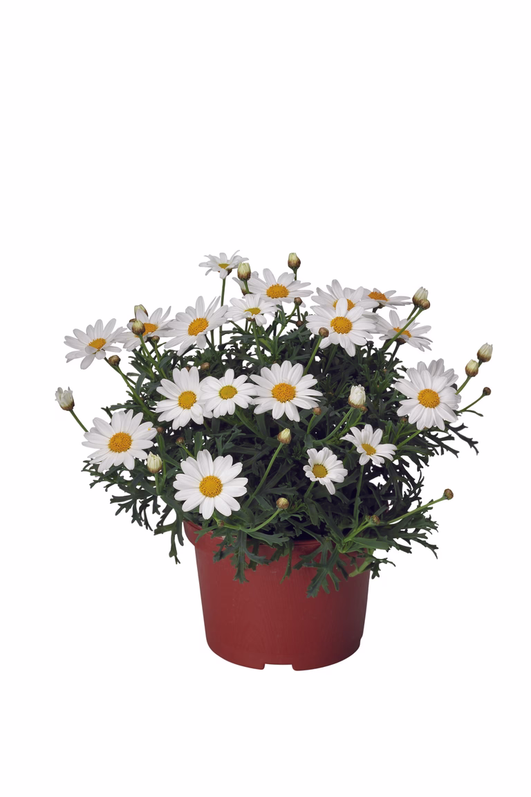 Margeritt Dana