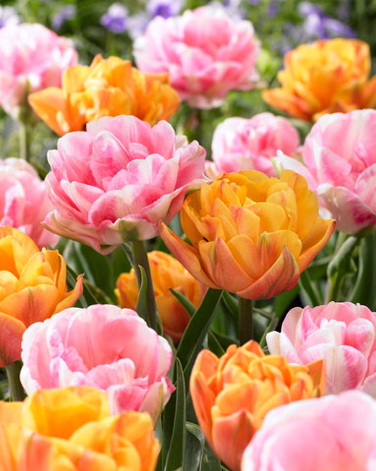 Tulipanmiks Foxy Freedom