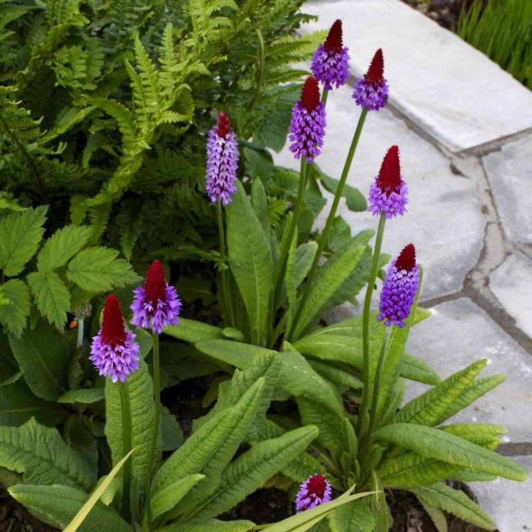 Orkidéprimula