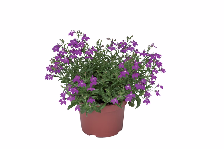 Lobelia