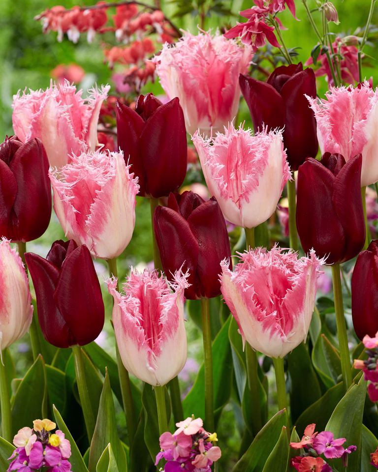 Tulipanmiks Crispy Velvet