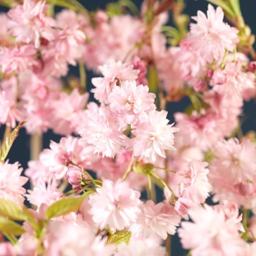 Japansk hengekirsebær 'Kiku-shidare-zakura' på stamme