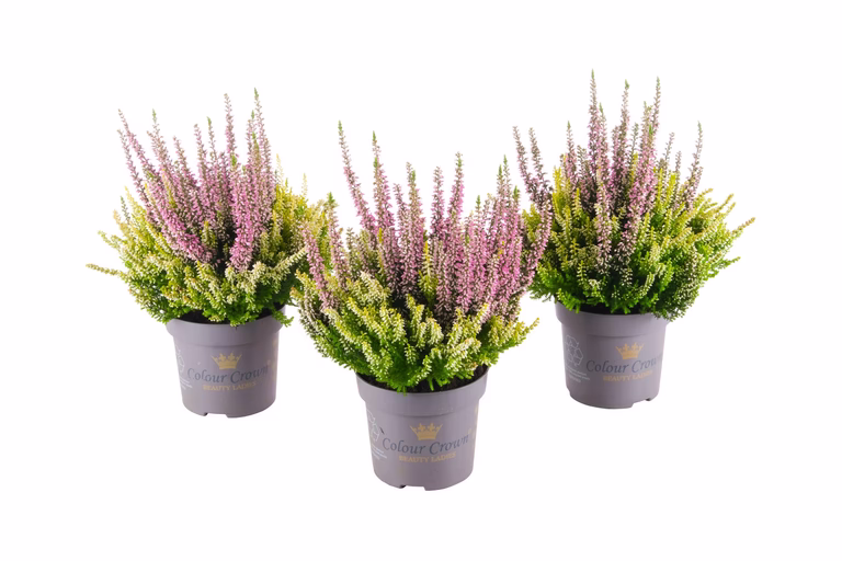Røsslyng BEAUTY LADIES 'Color Crown' i skål