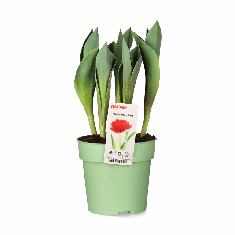 Tulipan  'Pamplona'