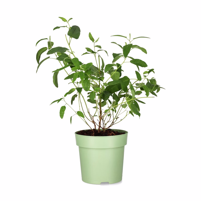 Sitroneucalyptus