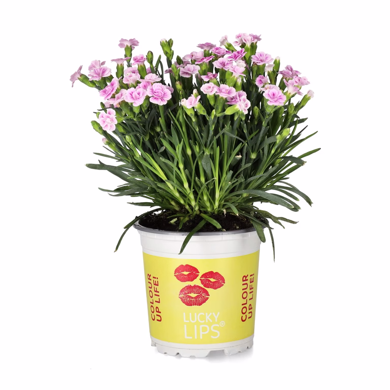Hagenellik LUCKY LIPS®