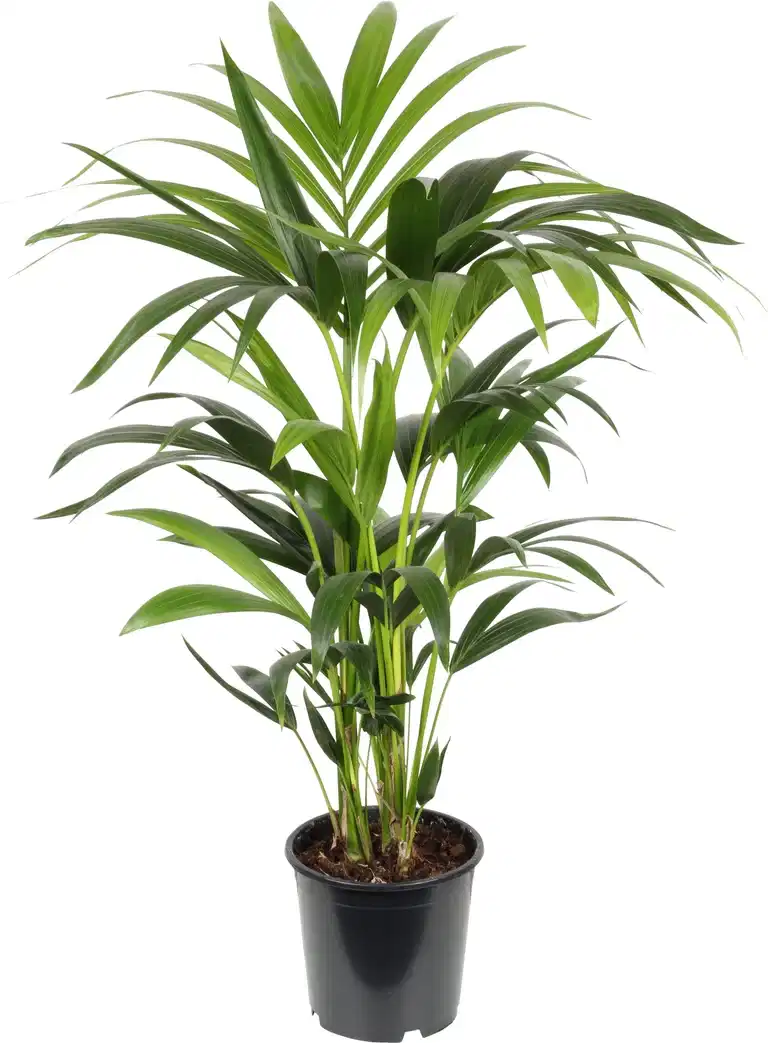 Howea forsteriana