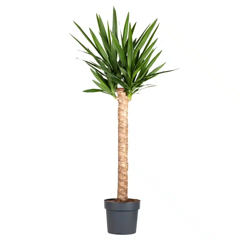 Yucca gigantea 35 cm