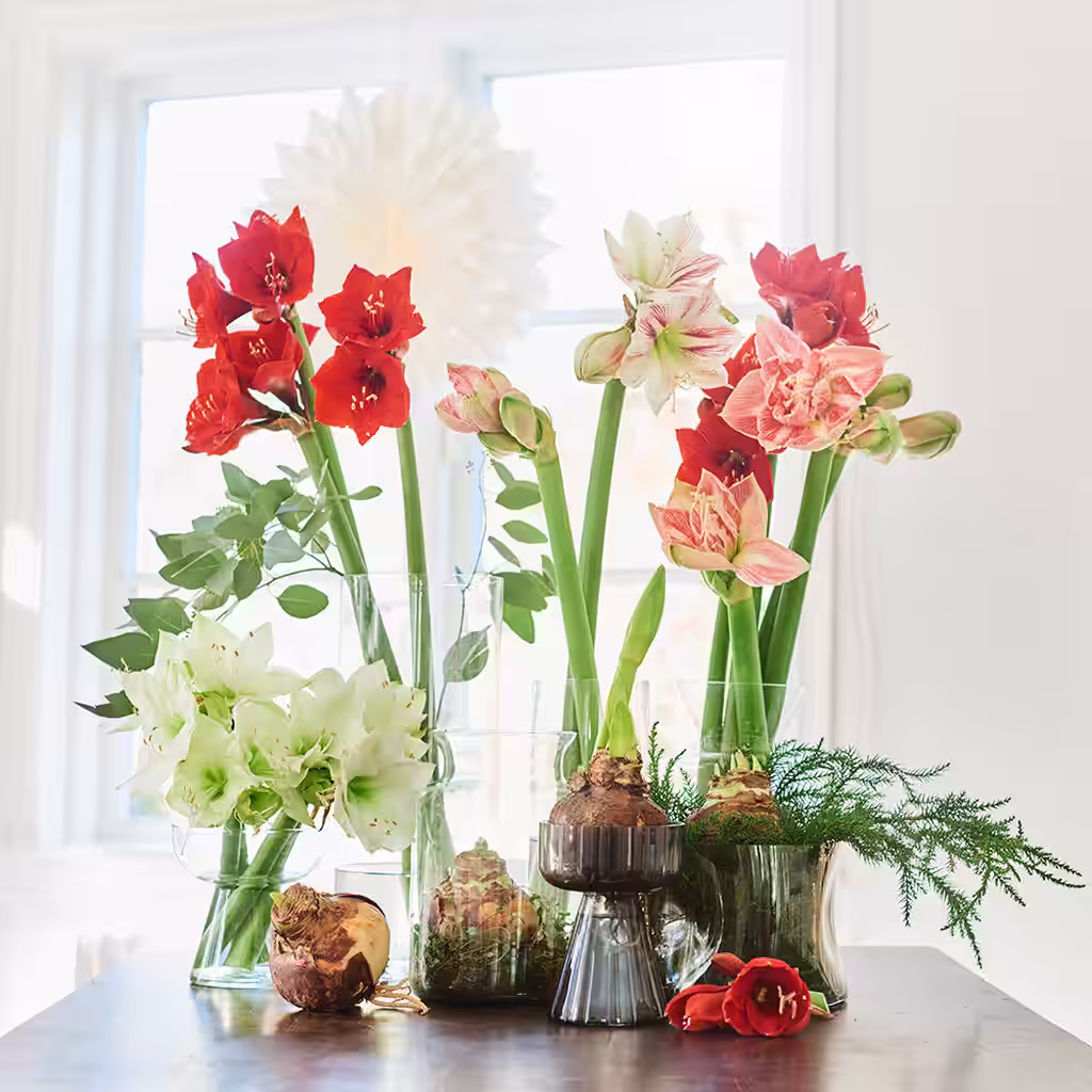 Få amaryllisen til blomstre når du vil 