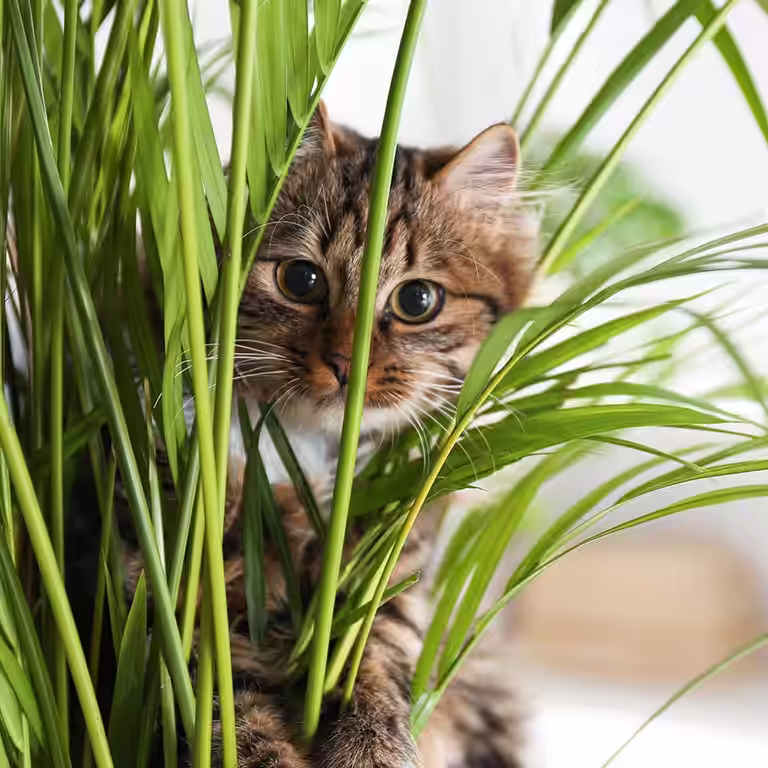 Disse plantene er giftige for katter og hunder