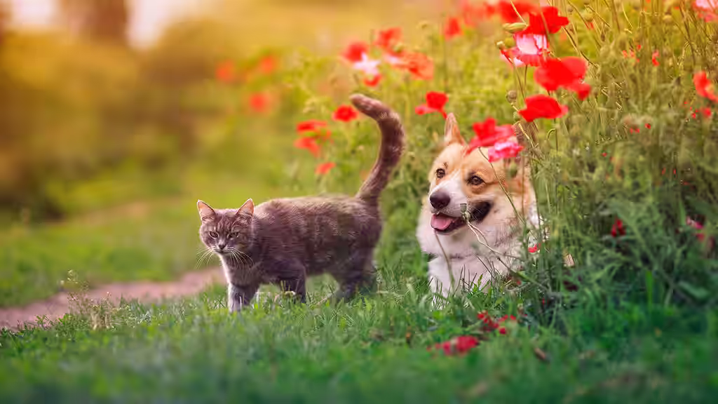 This is how you create a wonderful garden for dogs and cats