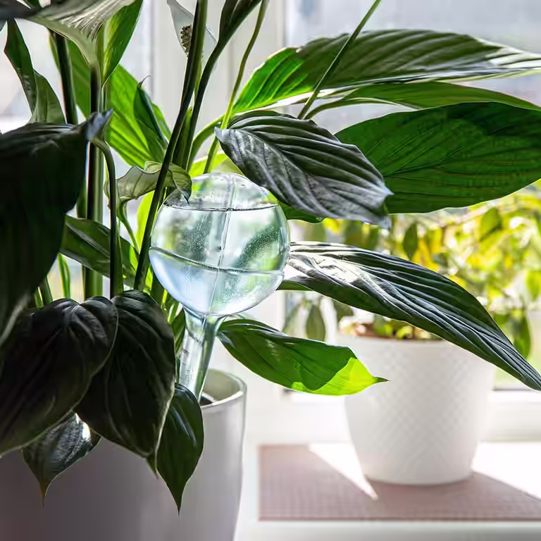 Slik får du plantene til å overleve ferien 