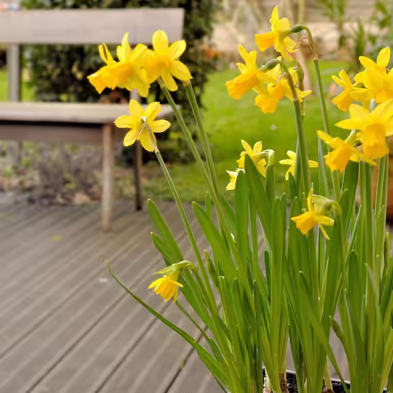Påskelilje – planting og stell