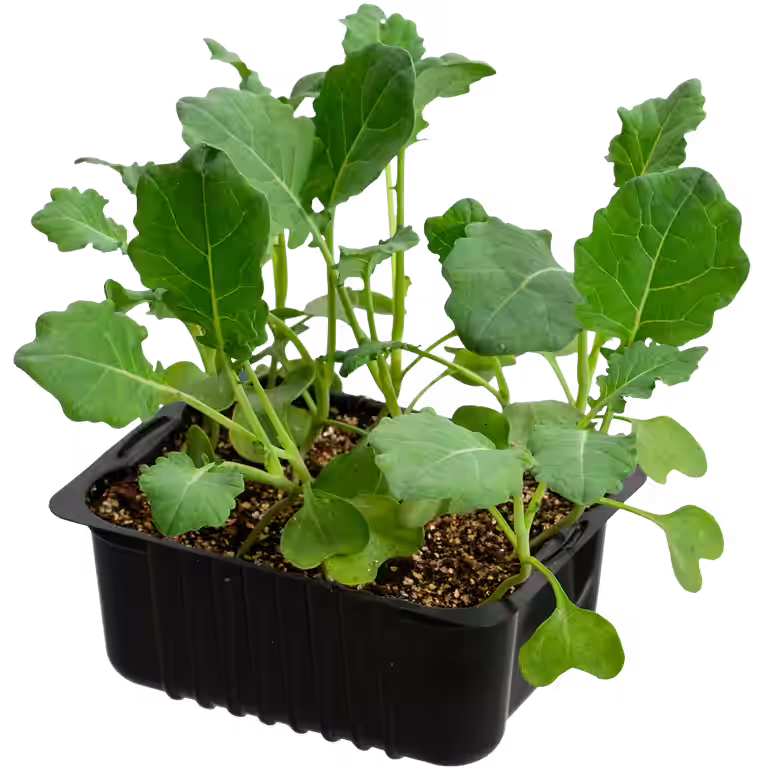 Blomkål 'Goodman'