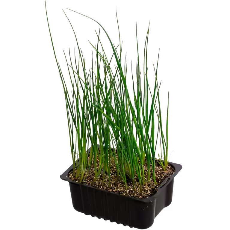 Purre 'Prelina'