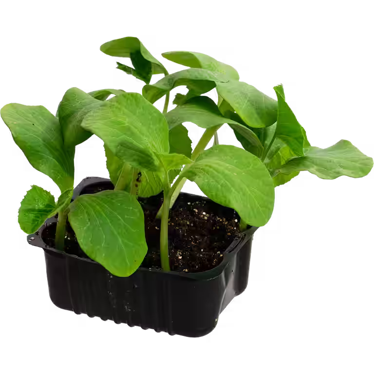 Gresskar 'Rouge Vif d'Etampes'