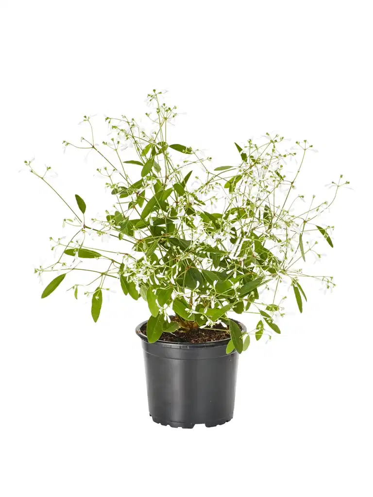 Euphorbia White 12 cm
