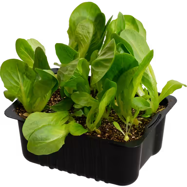 Romanosalat