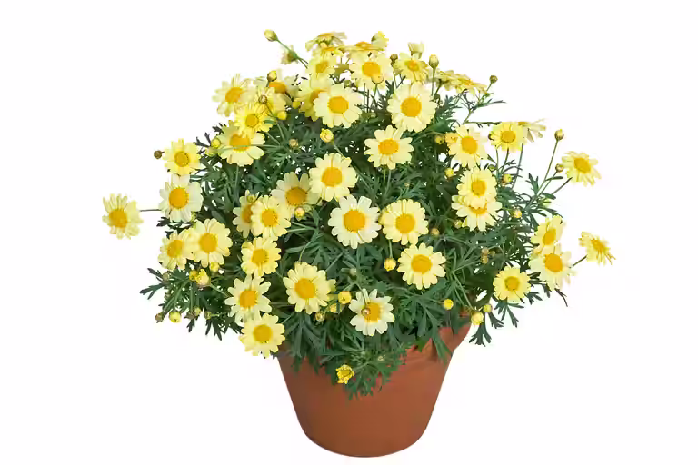 Margeritt
