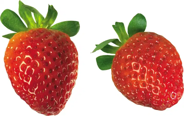 Fragaria ananassa 6 cm