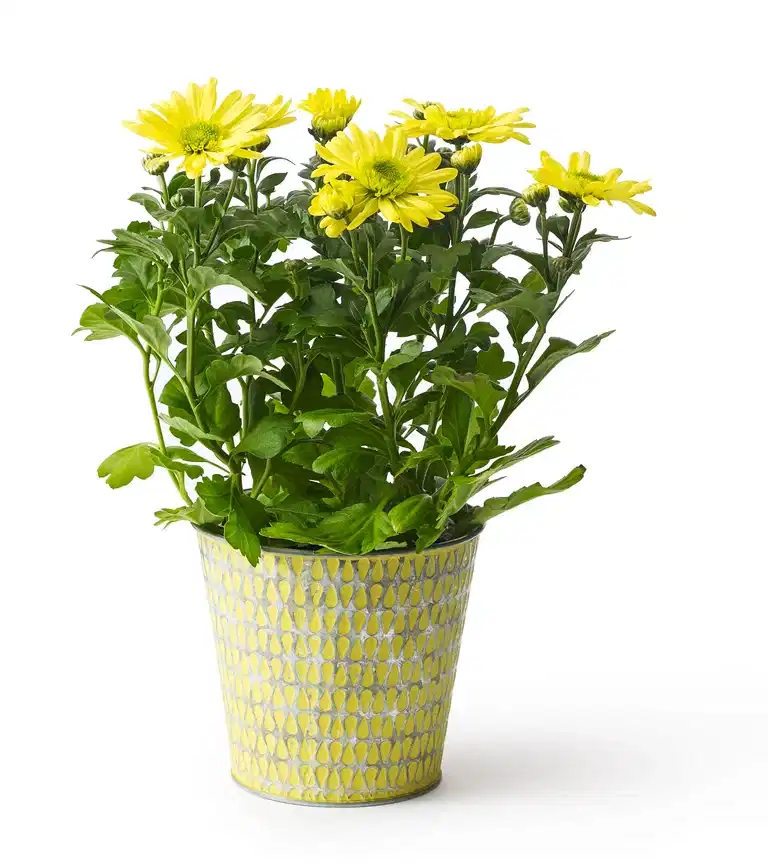 Dendranthema 3-plant Easter 12 cm