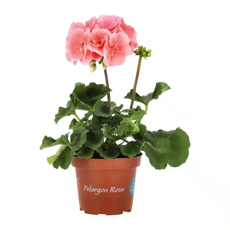Pelargonia zonale
