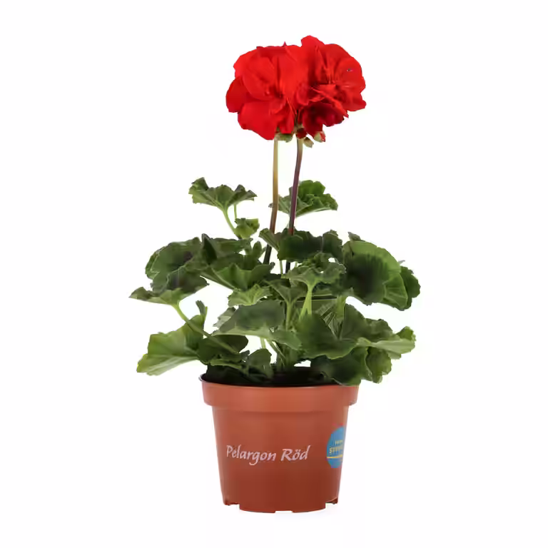 Pelargonia zonale