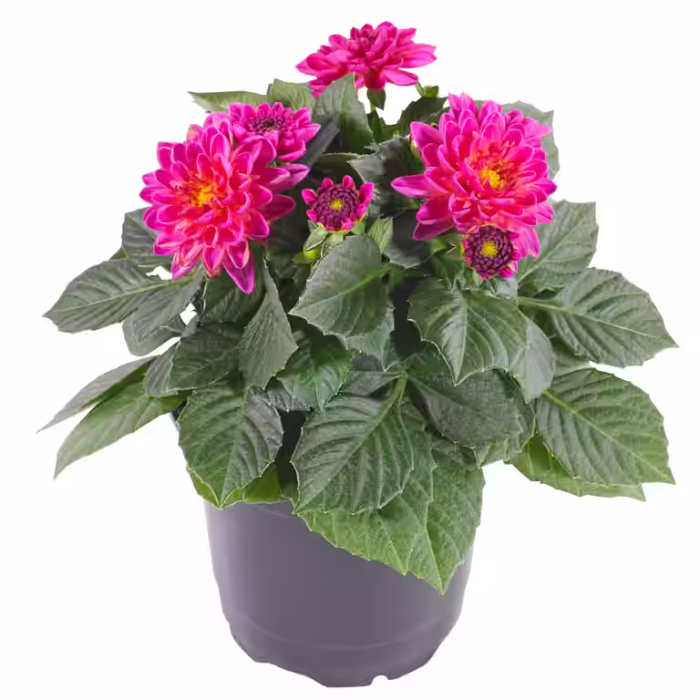 Georgine med fylte blomster