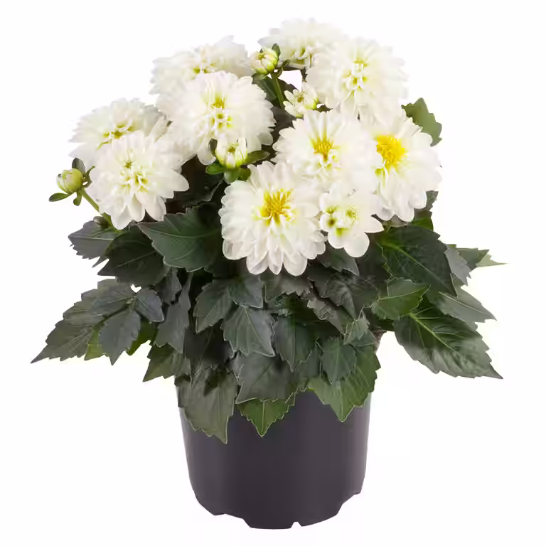 Georgine med fylte blomster