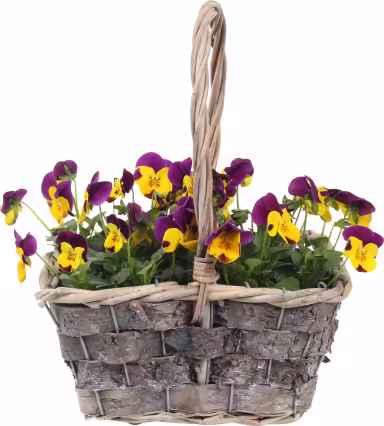 Blomstergruppe stemorsblomst