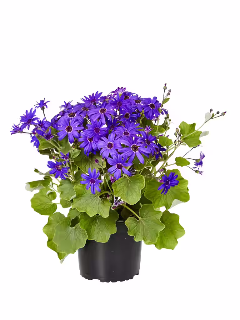 Pericallis Senetti