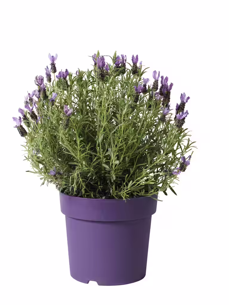Sommerfugllavendel