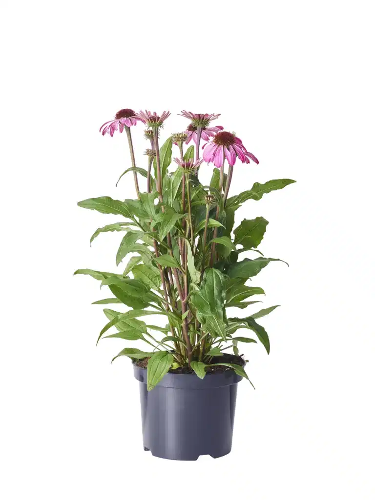 Echinacea purpurea 'Pink' 19cm