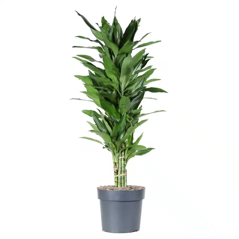 Dracaena fragrans 'Janet Lind'