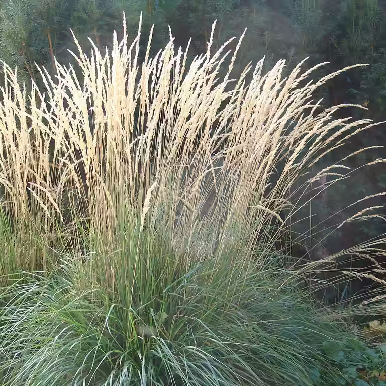 Hagerørkvein 'Karl Foerster'