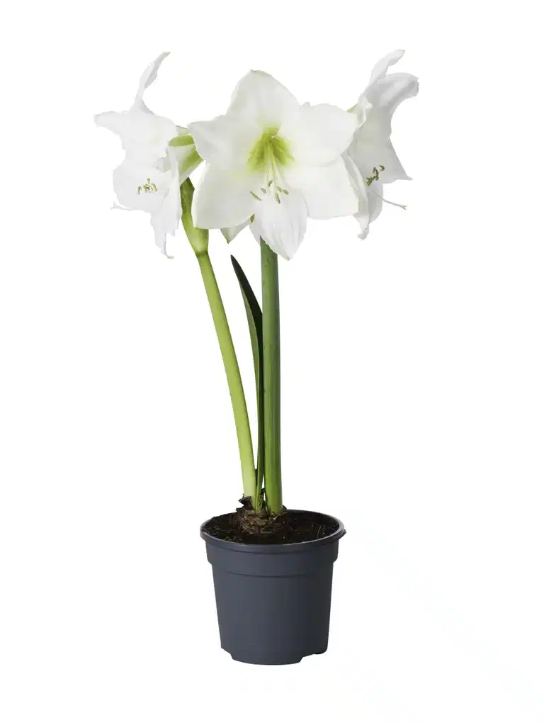 Hippeastrum 32+ 'Alfresco' 14 cm