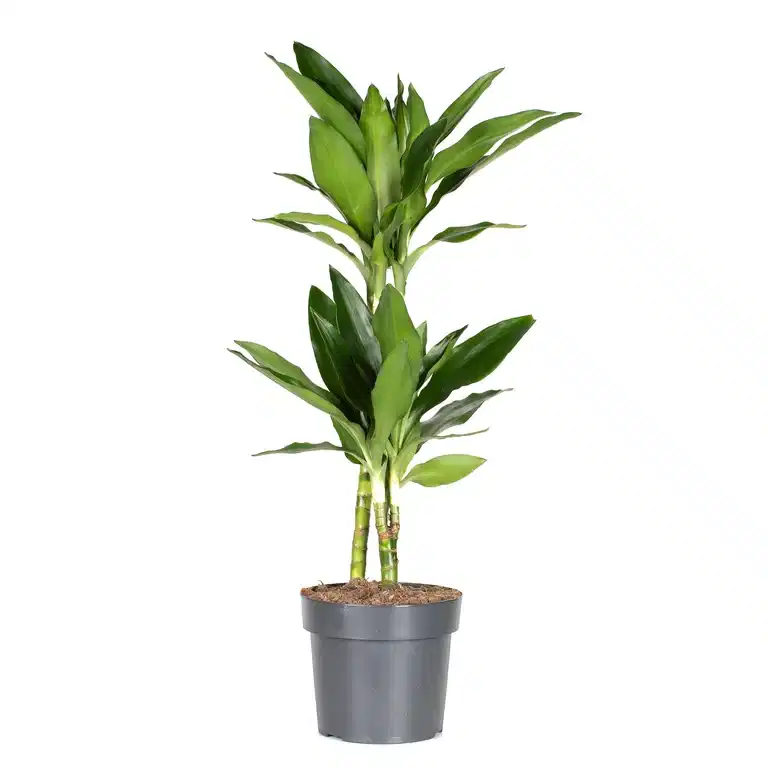 Dracaena fragrans 'Janet Lind' 17 cm