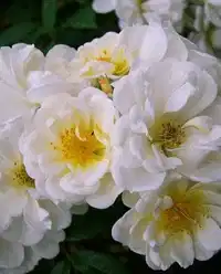 Rosa 'Lykkefund' 3L