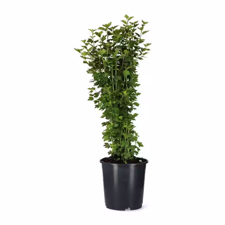 Alperips 'Schmidt' 10-pk, barrot