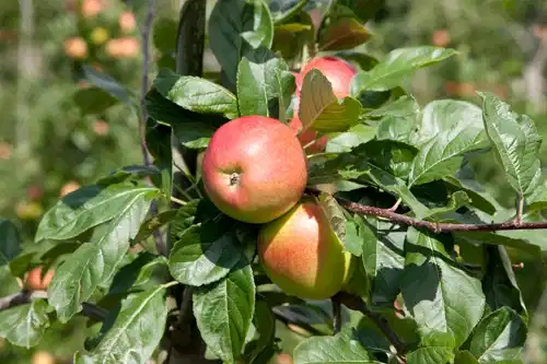 Malus domestica 'Summerred' B9 10L