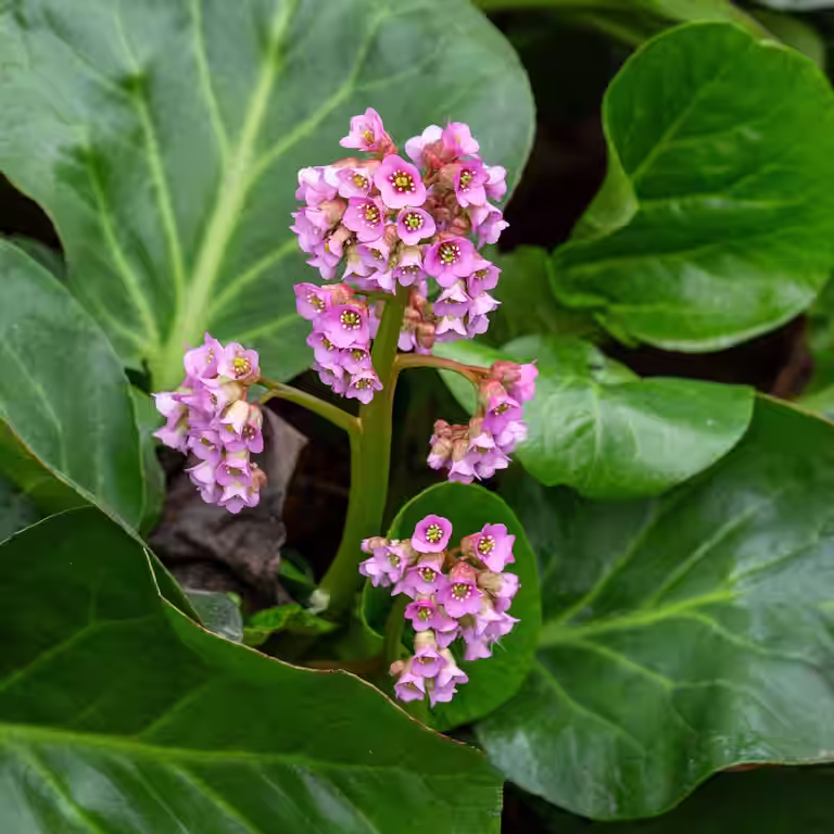 Hjertebergblomst