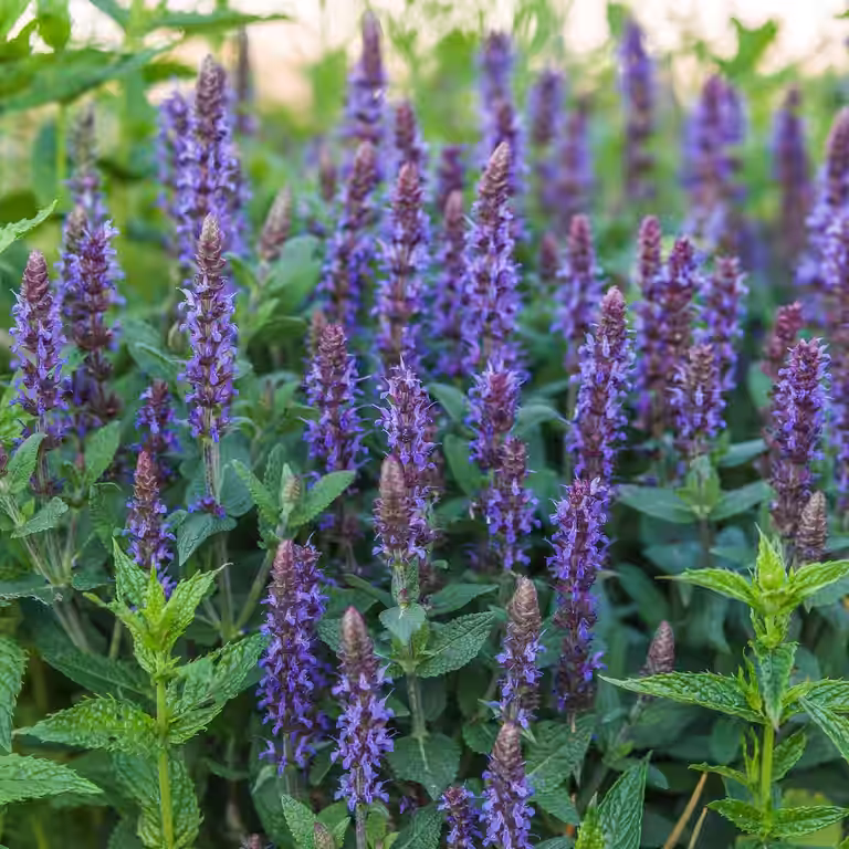 Steppesalvie  'Ostfriesland'