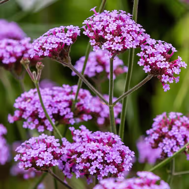 Kjempeverbena
