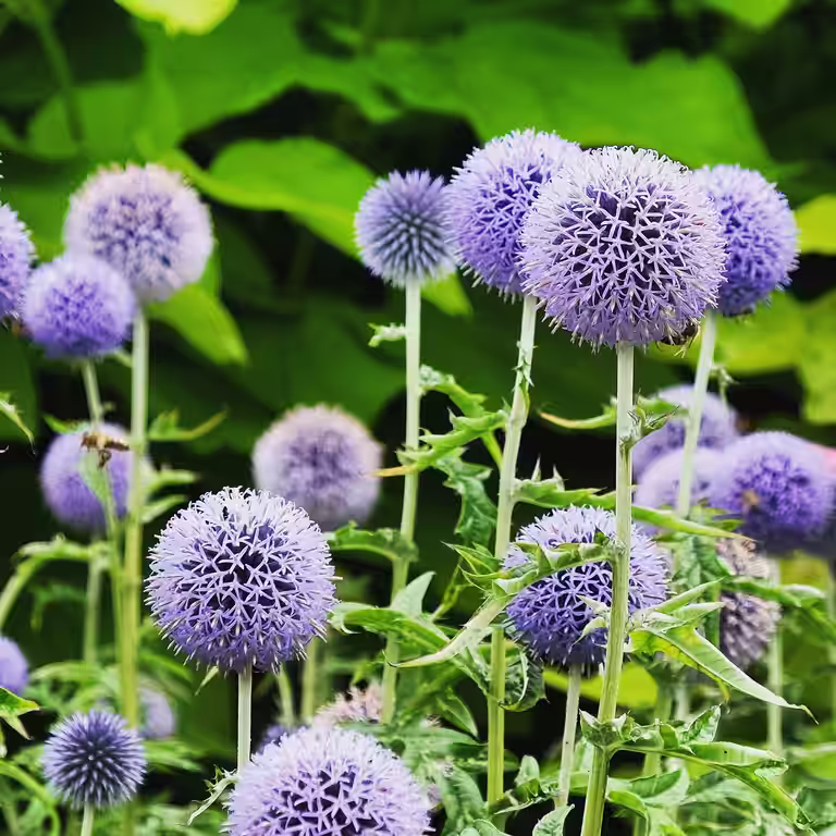 Kuletistel  'Taplow Blue'